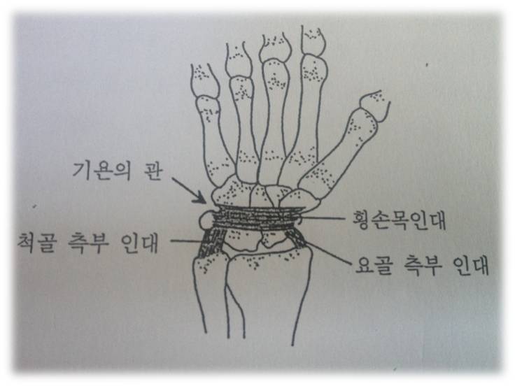 [손,손목] 손과 손목의 해부학적 구조 : 네이버 블로그