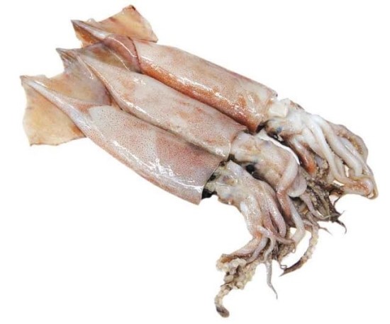 오징어의 하루 이미지