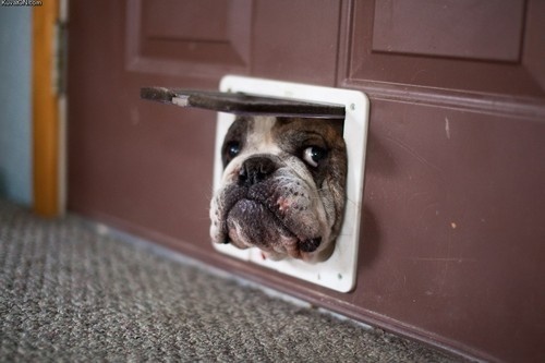 불독(bulldog) 이미지