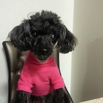 까망여우 이미지
