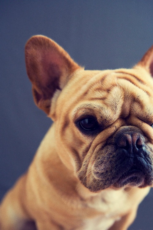 불독(bulldog) 이미지
