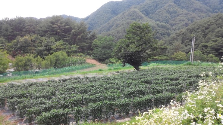 (주)두호 이미지