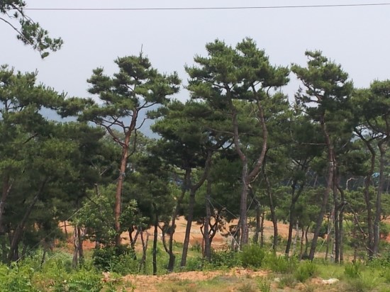거북조경 이미지