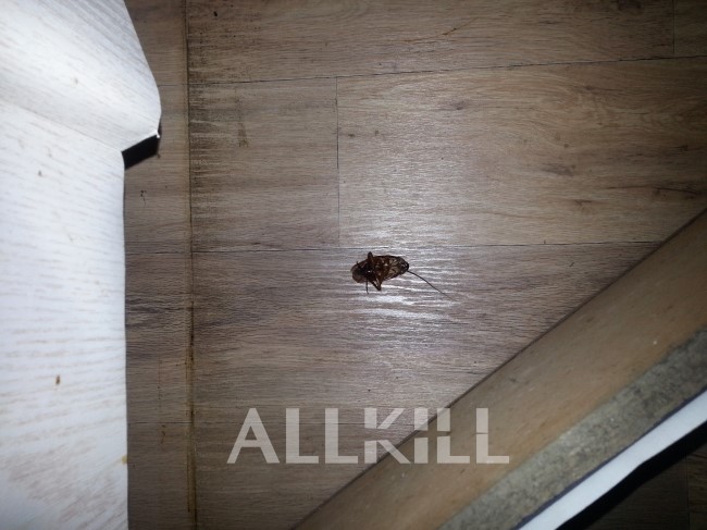 집에 대형바퀴벌레가 나온다면 어떻게 해야할까요? 미국바퀴, 이질바퀴, 대형바퀴벌레 퇴치, 미국바퀴 퇴치, 이질바퀴 퇴치 ...