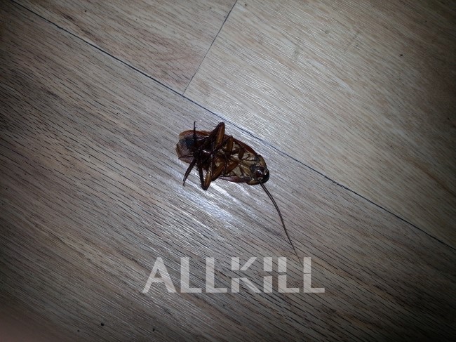 집에 대형바퀴벌레가 나온다면 어떻게 해야할까요? 미국바퀴, 이질바퀴, 대형바퀴벌레 퇴치, 미국바퀴 퇴치, 이질바퀴 퇴치 ...