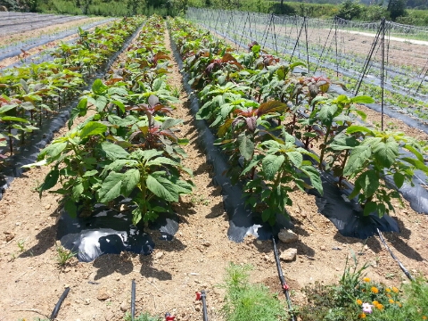 삼척농수산 이미지
