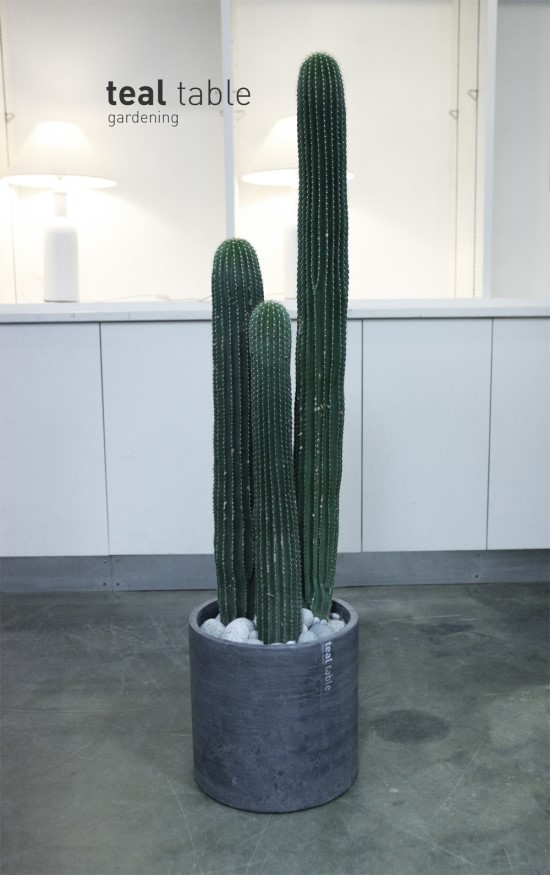 테이블가드닝 이미지