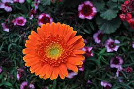 카라flower 이미지