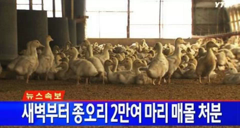 오리랑닭이랑 이미지