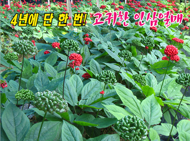 인삼불로초 이미지
