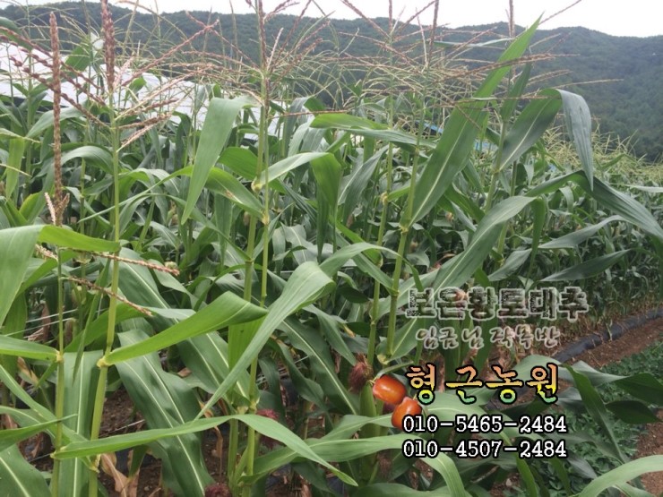 형근농원 이미지