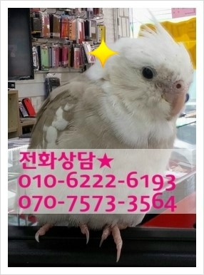 폰153 이미지