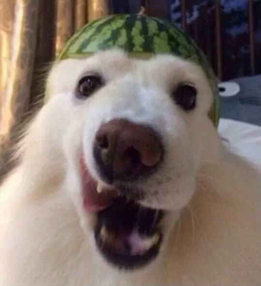 옹고집 이미지