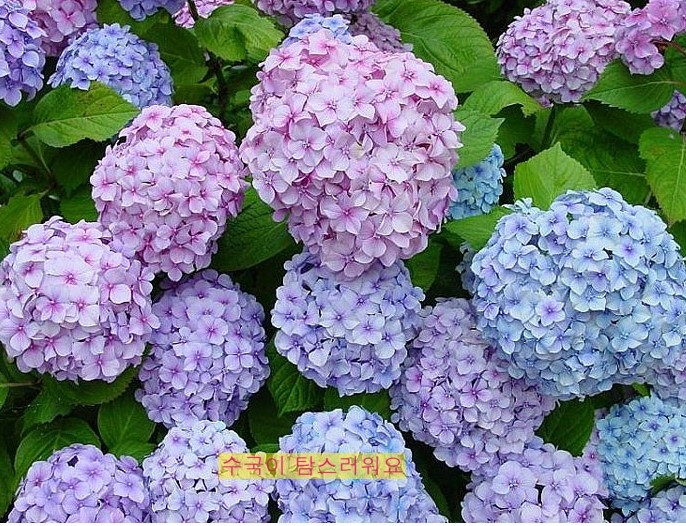 꽃인사 이미지