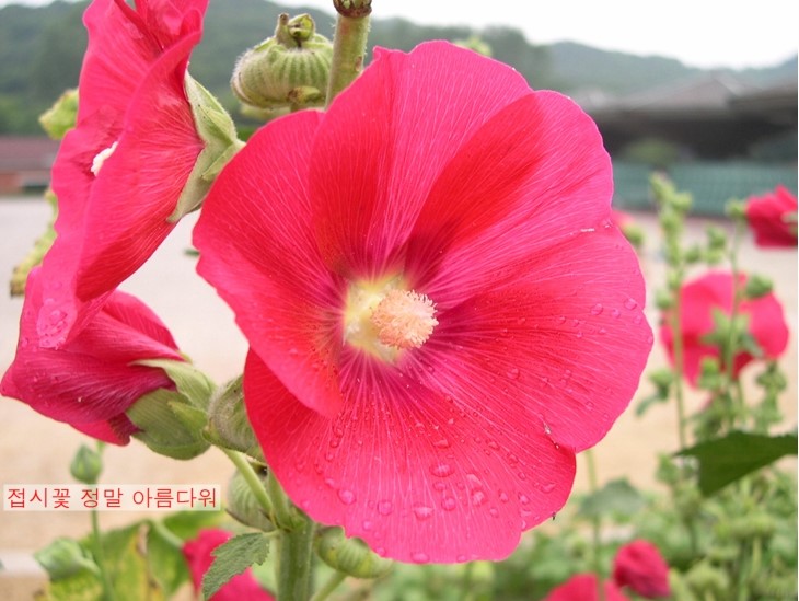 꽃인사 이미지