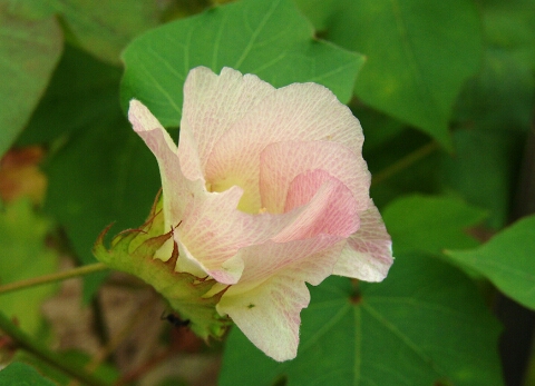 하얀솜 이미지