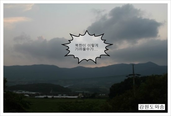 강원도와송 이미지