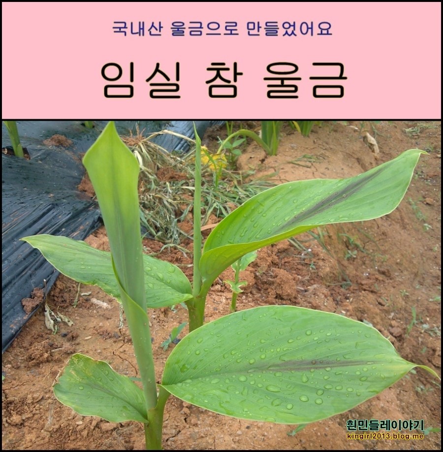 임실참울금 진성농장 이미지