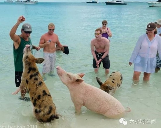 행복한 돼지 이미지