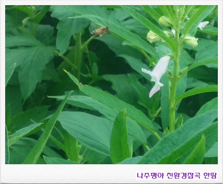 농업회사법인(주)한울타리 이미지