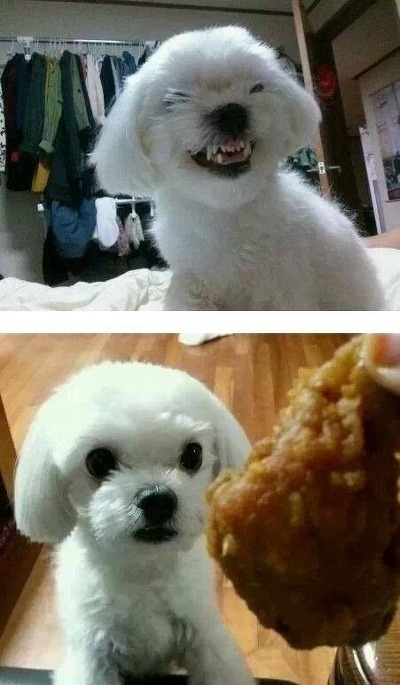사나운치킨 이미지