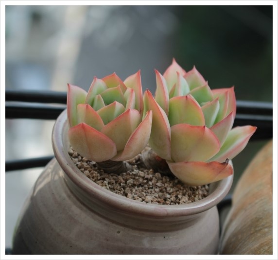 앨리야나 이미지