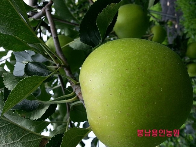 김제 용인농원 이미지