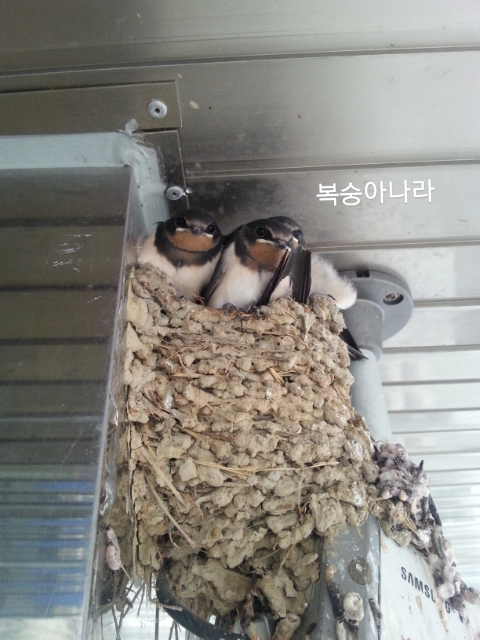 제비집 이미지