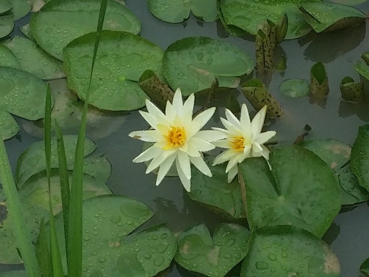 백화원 이미지
