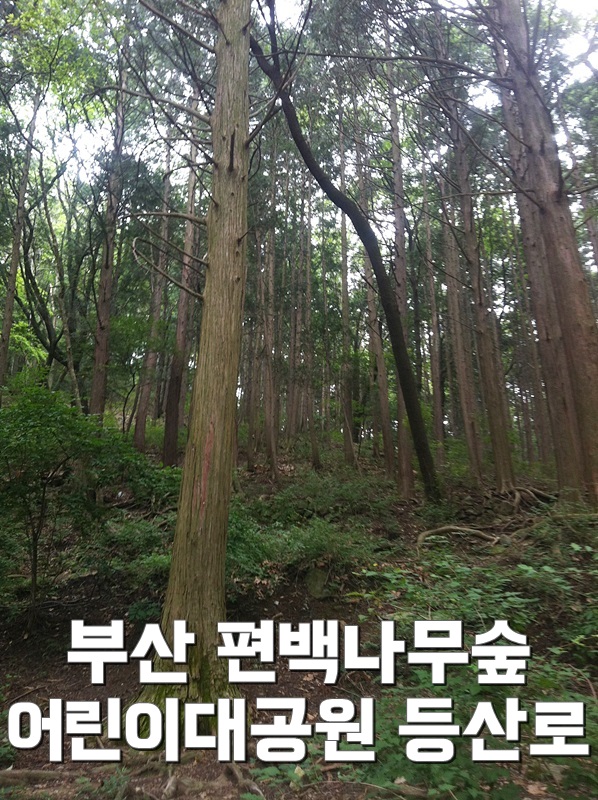 나무숲 이미지