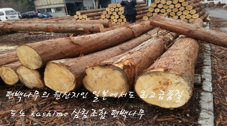 원편백나라 이미지