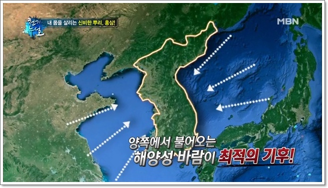 인삼불로초 이미지