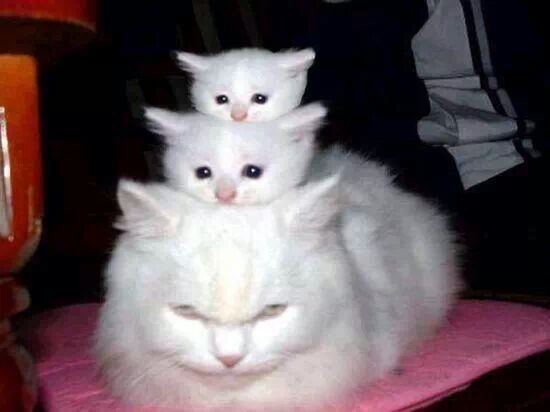 삼층고양이 이미지