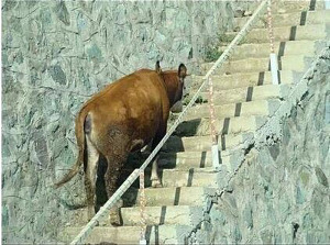 타셋 이미지