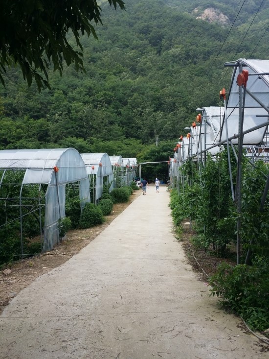 보은삼가대추농원 이미지