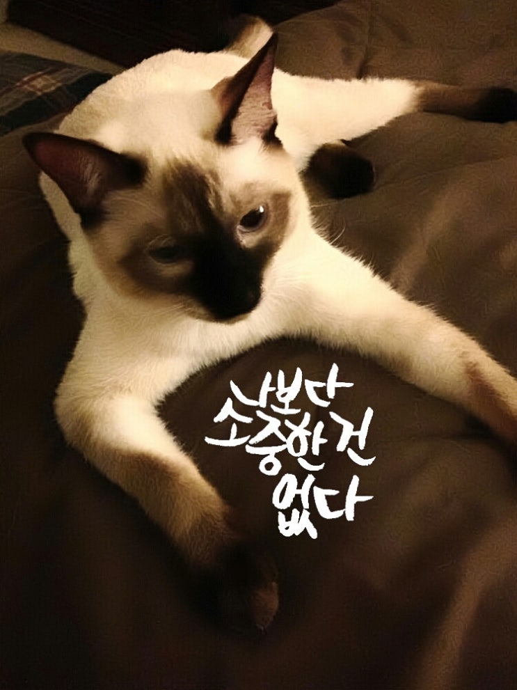 폰사랑 이미지