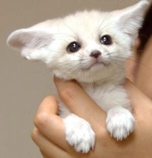 사막여우 이미지