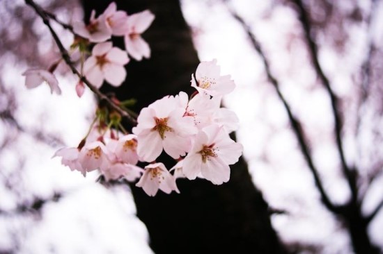 벚꽃한우 이미지