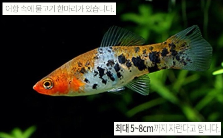 코이 이미지