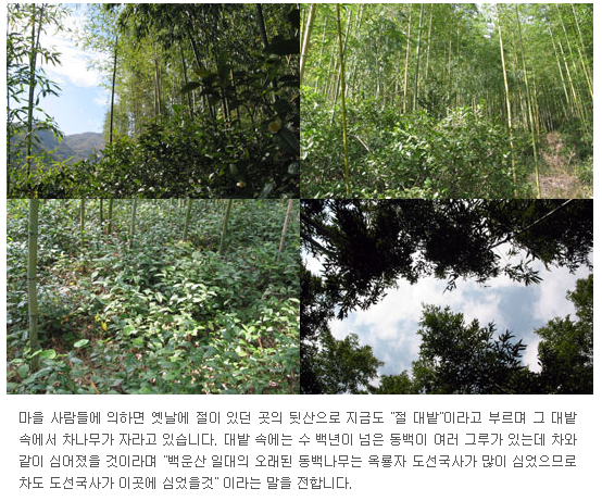 백운산녹차원 이미지