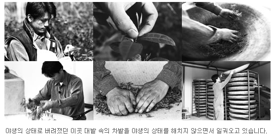 백운산녹차원 이미지