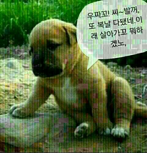다 이미지