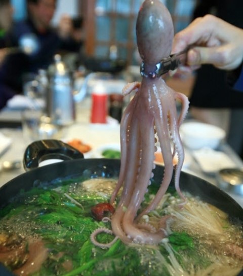 참피온낚시 이미지