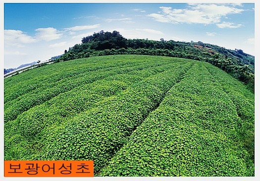 보광식품 이미지