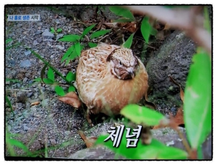 큐유이 이미지