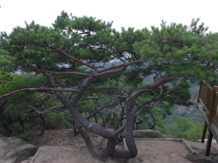 멋진 소나무 이미지