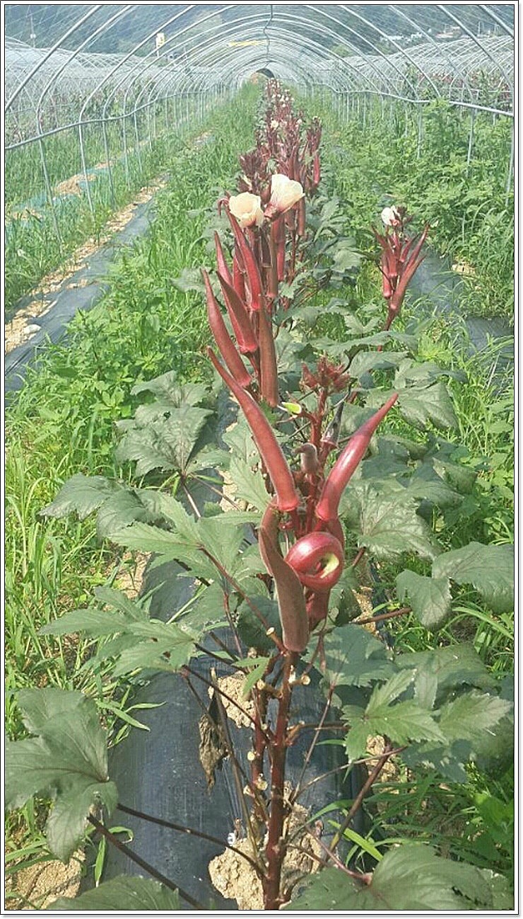 차령농원 이미지