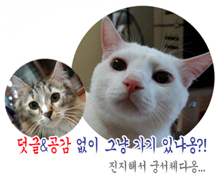 미도아케이트 이미지
