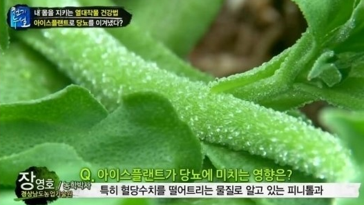 아삭아이스 이미지