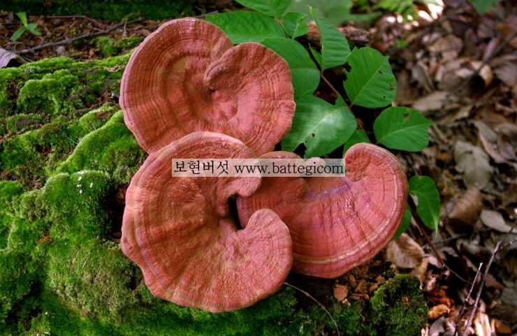보현농산 이미지